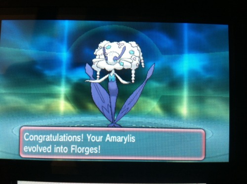 Last night I hatched a shiny flabébé, now she is fully evolved, and a beauty contest winner! Slay th