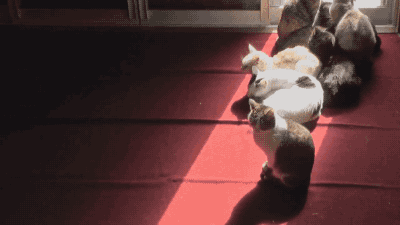 gifsboom:Video: Sunbathing Cats Move with the Sun