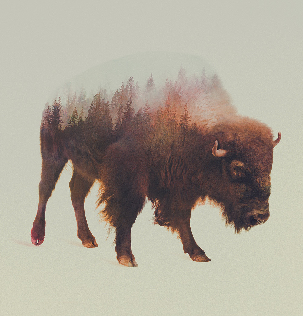 foxmouth:  Double Exposures, 2014 | by Andreas Lie 