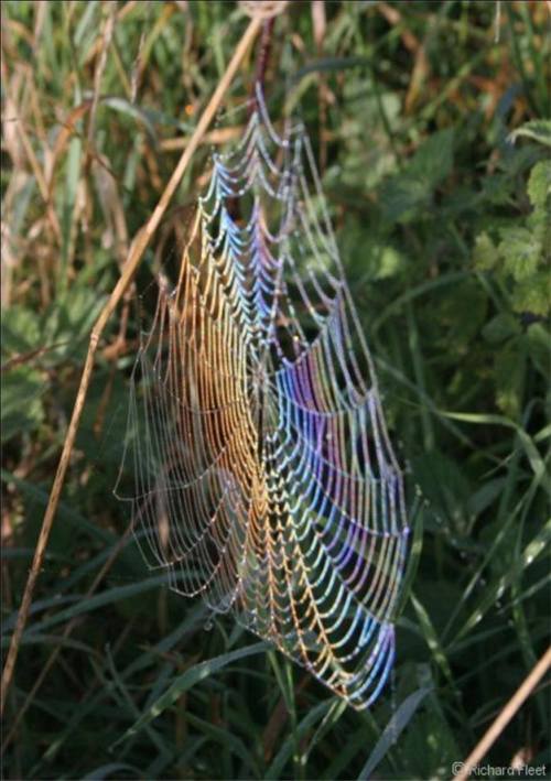 Dew bowsAn elusive optical phenomenon occurs when large droplets of condensed dew disperse and refle