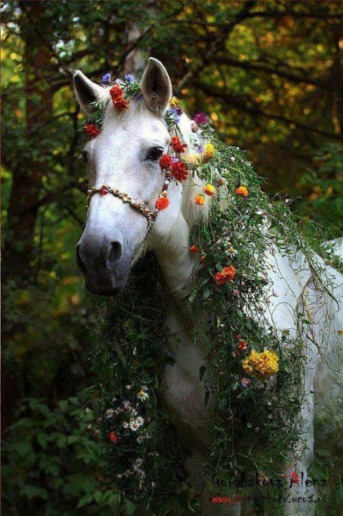 beyond–vagabond:Today’s Fancy Springtime Horse Love!Photo: Alena Gorehakora