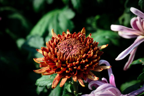 Chrysanthemum by qq98360