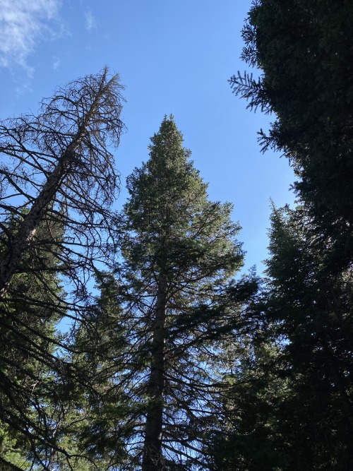 Can We Just Appreciate Trees For A Minute?