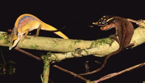 markscherz: Meet Calumma uetzi, one of three new species of chameleons we described in The Zoologica
