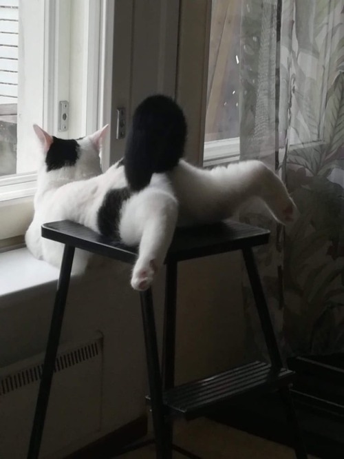 ryebread-witchhunt: atticus-bitches: @ryebread-witchhunt Now these are some cats that can pose for a