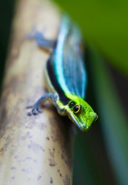 this-is-wild:  Phelsuma Klemmeri(Milan Zygmunt) 
