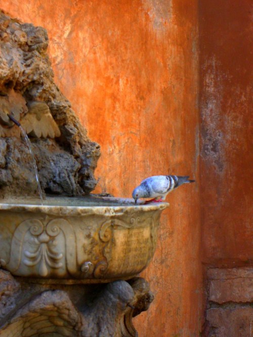 riccardo-posts:Pigeon drinking from a fountain. Rome, Lazio, Italy