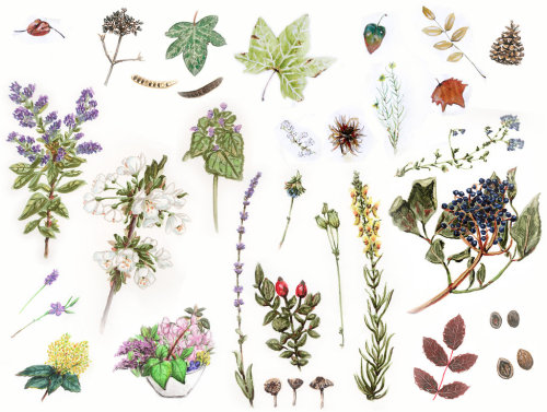  2012 Botanical studies dump by Skogflickan 