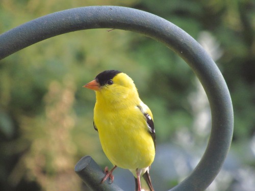 Male goldfinch. Most birds don’t pay any attention to the hummingbird feeder but goldfinches seem to