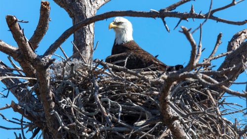 Massachusetts bald eagle population soars, first nest found on Cape Cod in 115 years, officials say