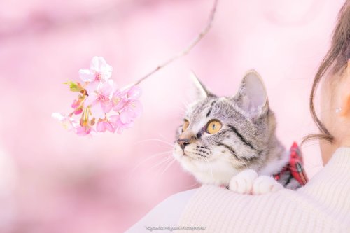 todayintokyo:  Cherry blossoms, photographed by   Ryostory1124  