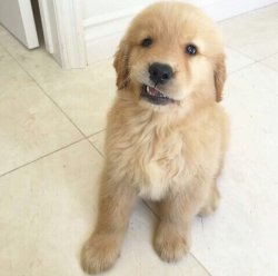babyanimalgifs:  Priceless expression of pups always make me happy