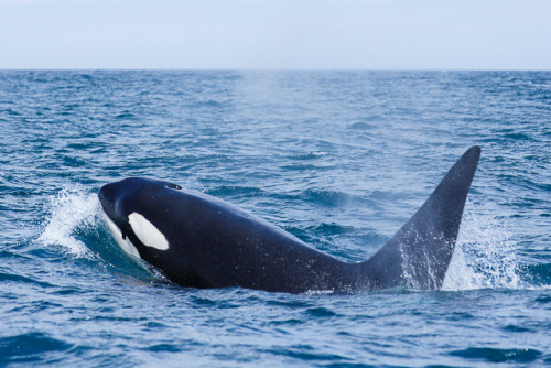 Various photos of Japanese Orca in the Nemuro Straight and Sea of Okhotsk by Masayuki Miyamoto.