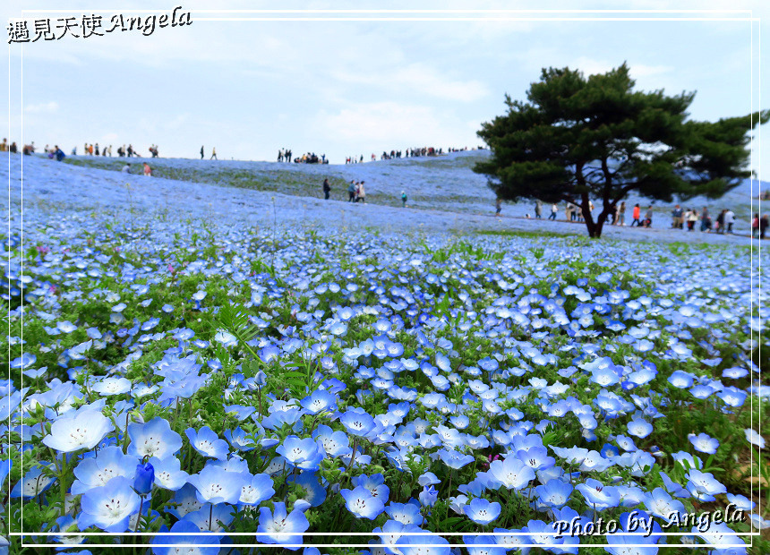 Angela 愛旅行 茨城粉蝶花一大片藍的美景此生必遊 茨城景點 国営ひたち海浜公園一年四季皆美