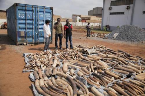 Forensic Technology Helps Case Against West African Ivory Dealer Accused as a Trafficker  By Bryan C