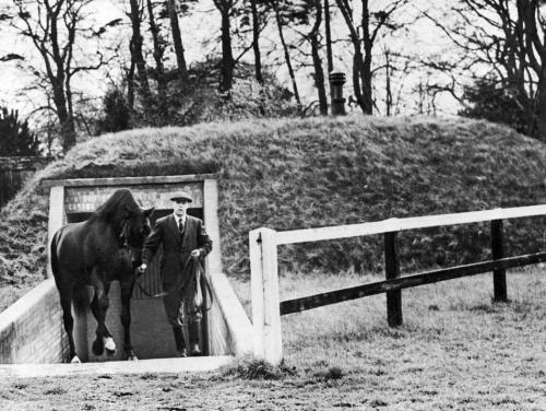 The valuable stallion Nearco being led out of his personal bunker (yes, you read that correctly &nda