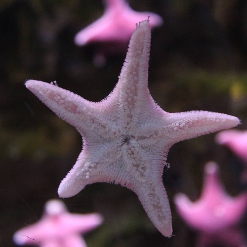 #pink #starfish #summer #nature #photography #photo #fish #cool (presso Acquario di Genova)
