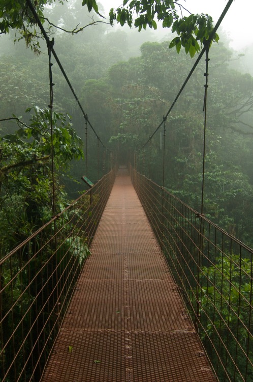 0rient-express: Hanging bridge in the canopy (by ClifB).