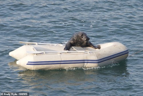 slushyseals: This senseless act of cruelty was captured in Dartmouth, Devon UK  The friendly mammal,