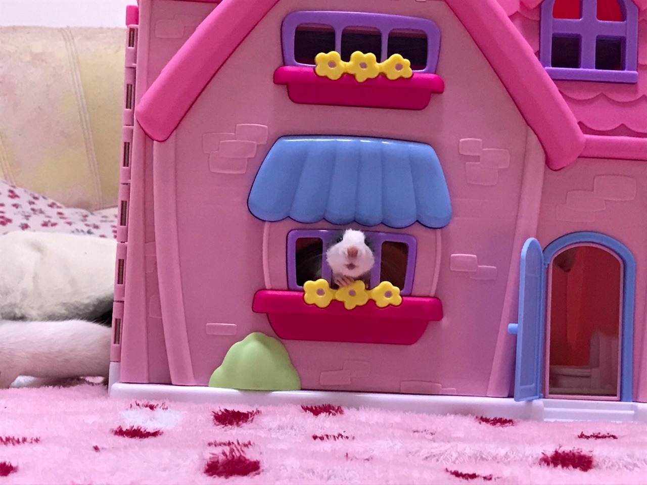 icouldwritebooks: Baby rats playing in a dollhouse.  I put the dollhouse on the bed,