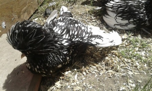 terka-jezkova:When chickens are hot, they do not hide in a shade, but go sunbathing. 