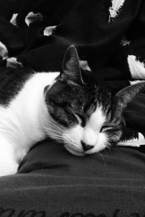 Yeah, I know my cat is mega cute. ;D