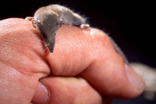 cool-critters:Etruscan shrew (Suncus etruscus)The Etruscan shrew is the smallest known mammal by mas