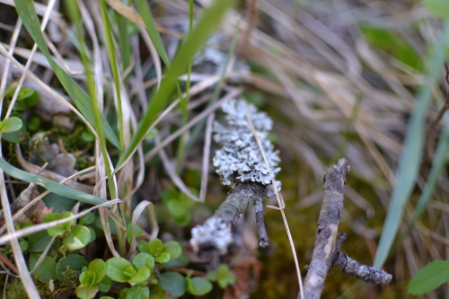 these are some excellent mosses and a fungus we saw on saturday.