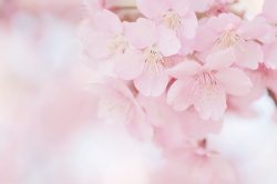 ryeou:  SAKURA 2014 (by @_chan) 