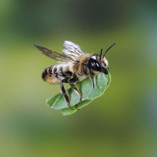 leafcutter bees are among the species scientists call “solitary bees.” They do not live 