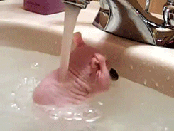 caregiver-little:  princess-sweetpea0x:  imnotaprincessimaunicorn:  the-monstrumologist:  ydrill:  Enjoying bath  OHMYGODHOWFUCKINGCUTE   DO NOT WASH THE BUN!!!  Technically that’s a hare.  Bun seems to really be enjoying that, but IS NOT GOOD FOR BUNS.