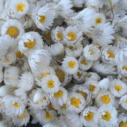 floralls:    by  jardinebotanic   