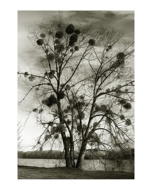 La Seine à Villequier #normandietourisme #normandie #lh #lehavre #tree #naturephotography #ri