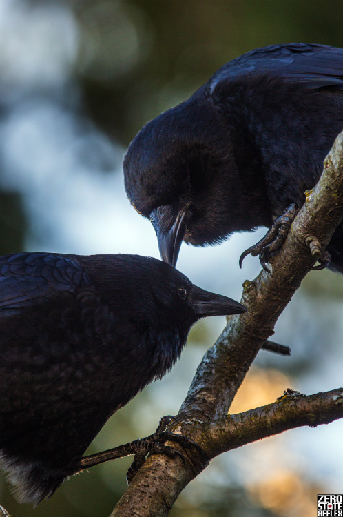 Stay Calm Crows, Seattle Crow mates take care of each other, it’s cool to see every time. Let&