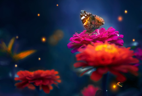 Round dance of fireflies © Polina Vaseeva 