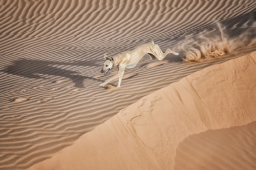 livestockguardiangod:A Sloughi (Arabian greyhound) in the desert of Morocco. Photographed by Rosa Fr