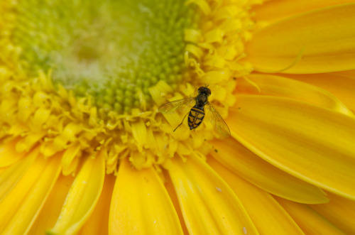 mostlythemarsh:In Yellow