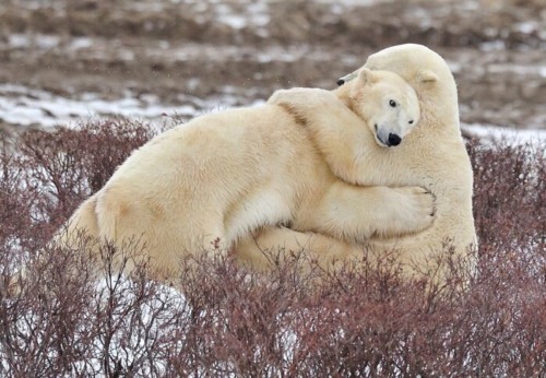 animal-factbook: The Arctic polar bear are carnivores, meaning that they need constant intimacy with