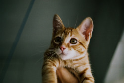 priveting:  untitled by Lauris Love on Flickr.Please check out my Vintage Cats blog &lt;3 