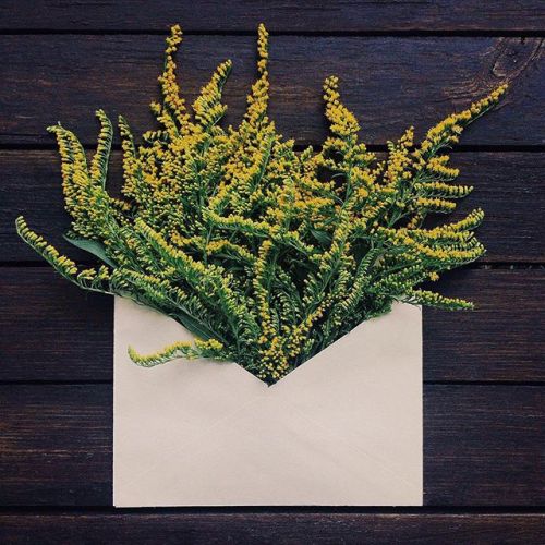 floralls:  envelope series I by anna remarchuk        