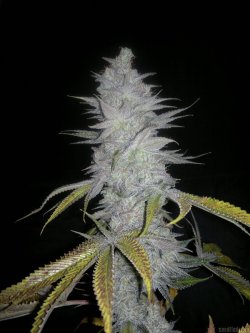 plantporno:  Starbud