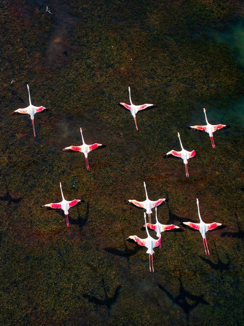 Flamingos An Aerial Series