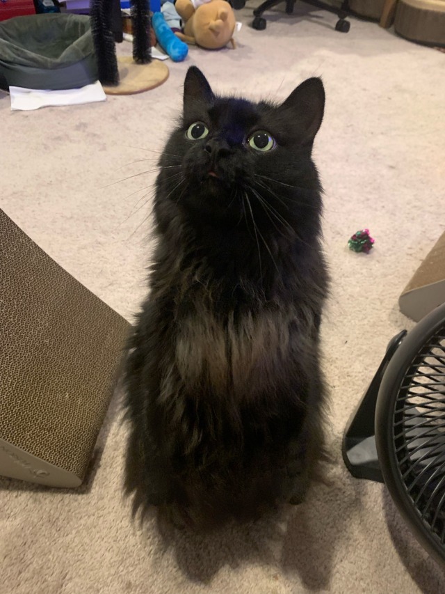 A long-haired black cat with his tounge out standing up on his back legs except you can't see them so he just looks Tall