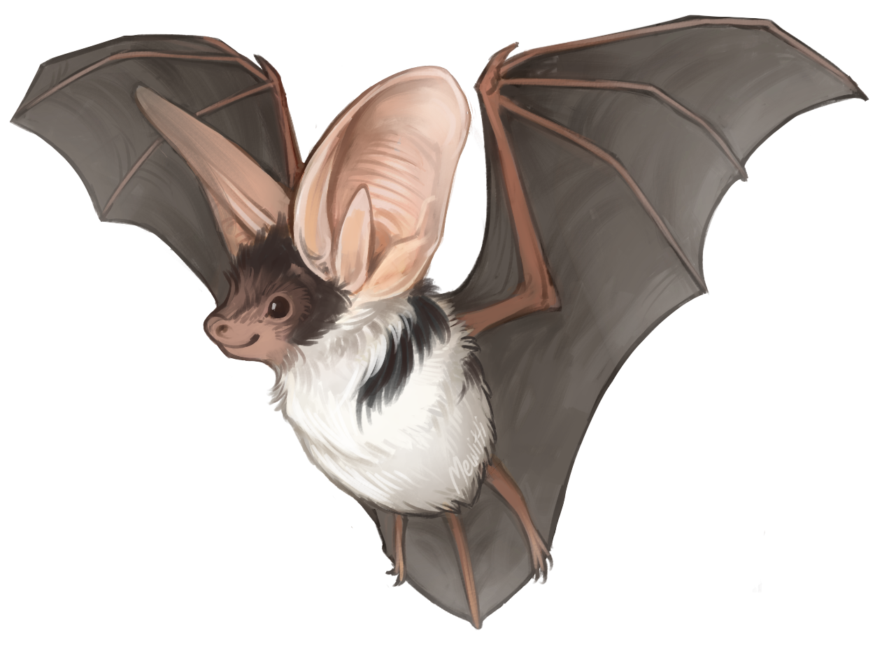 mewitti:  Paintin’ batties! In order: Kitti’s Hog-Nosed Bat, Painted Bat, Hoary