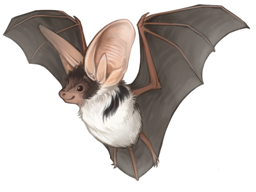 mewitti:  Paintin’ batties! In order: Kitti’s Hog-Nosed Bat, Painted Bat, Hoary Bat, Common Vampire Bat, Honduran White Bat, and Spotted Bat!