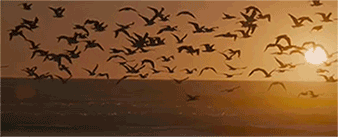 editingangels:  Into The Wild