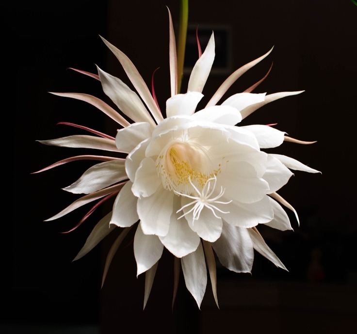 ronbeckdesigns:  Night Blooming Cereus: From the homeliest of plants comes the ‘Princess