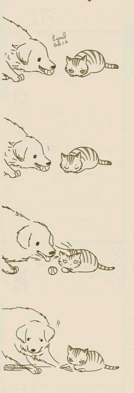 Cat and Dog
