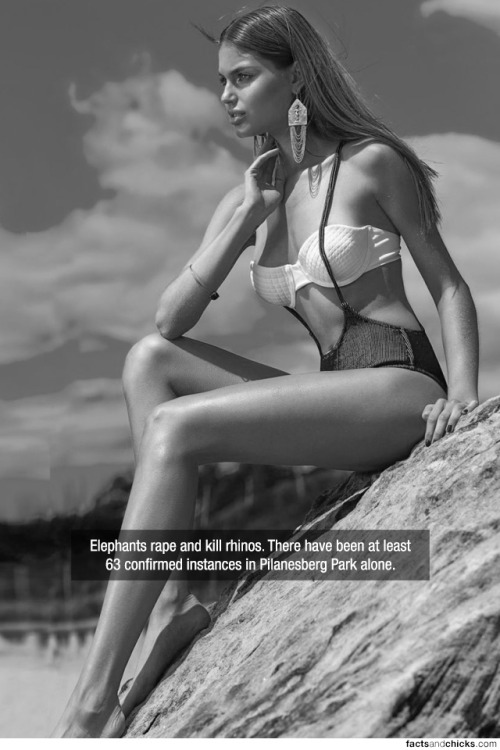 factsandchicks:Elephants rape and kill rhinos. There have been at least 63 confirmed instances in Pi