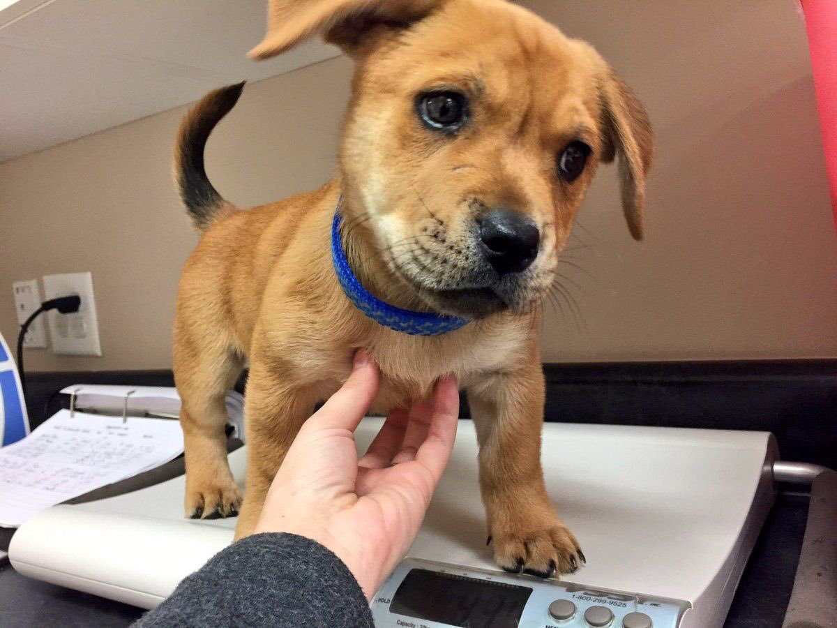 babyanimalgifs:  OHMYGOD HE’S SO CUTE